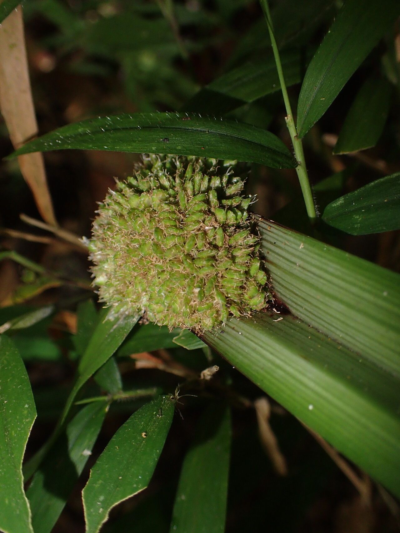 Cyperus molliglumis fruit