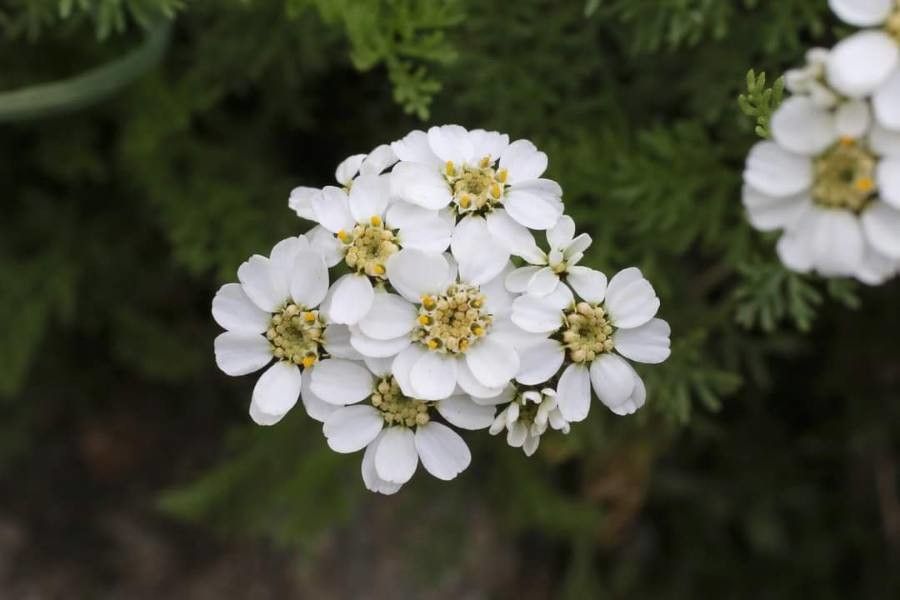 Achillea multifida flower