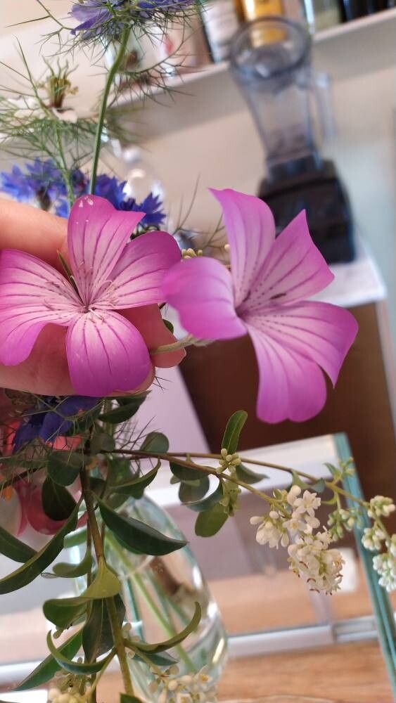 Agrostemma brachylobum flower