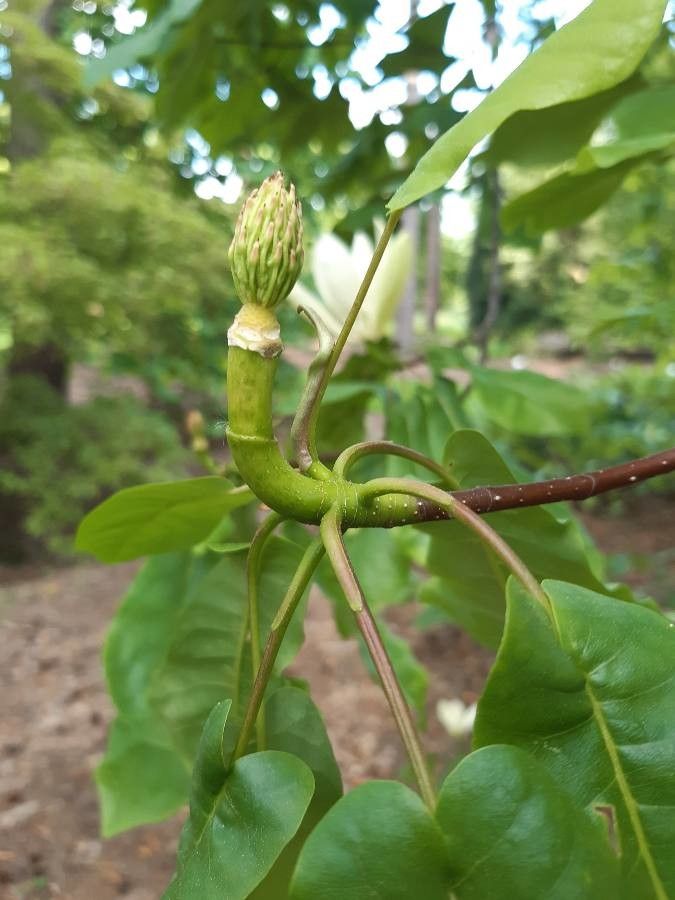 Magnolia fraseri fruit