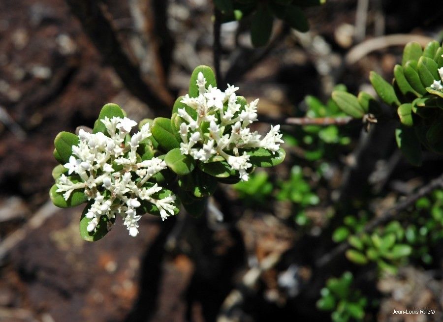 Alyxia sarasinii flower