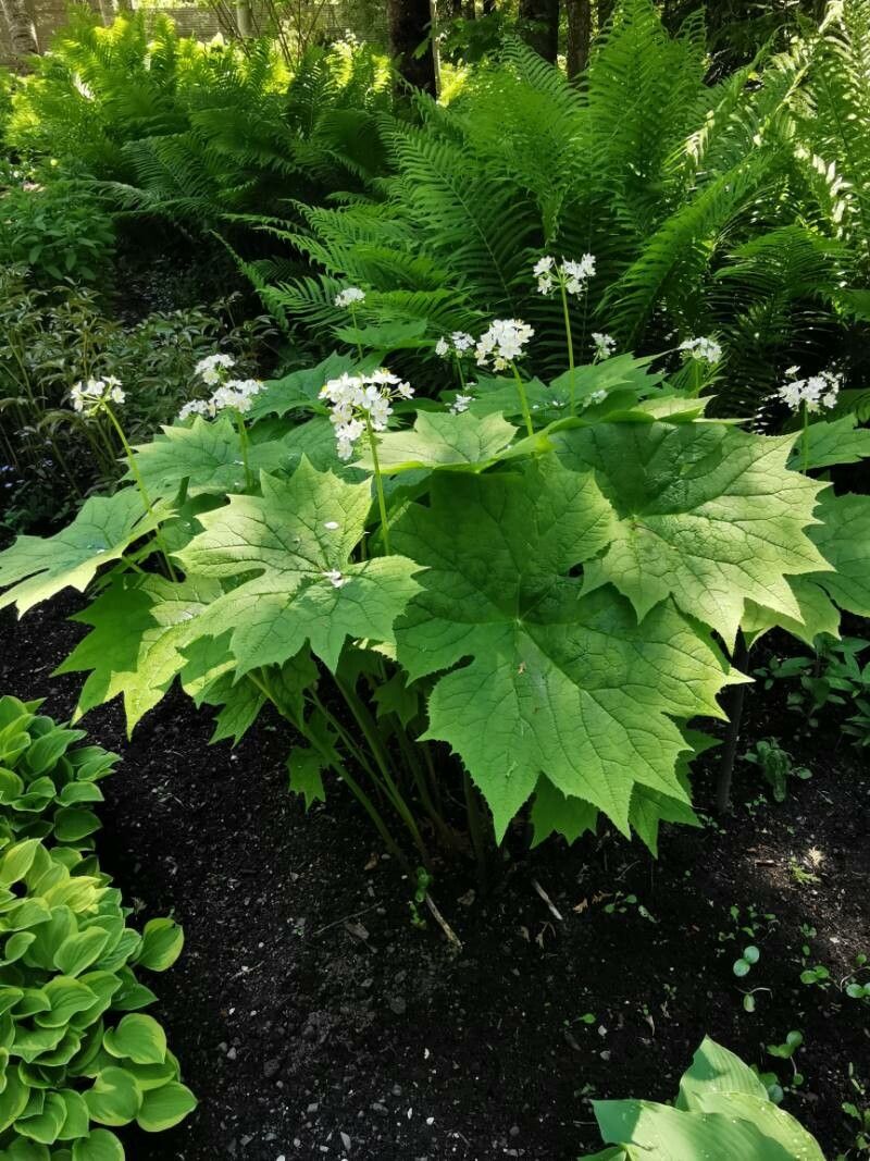 Diphylleia cymosa leaf