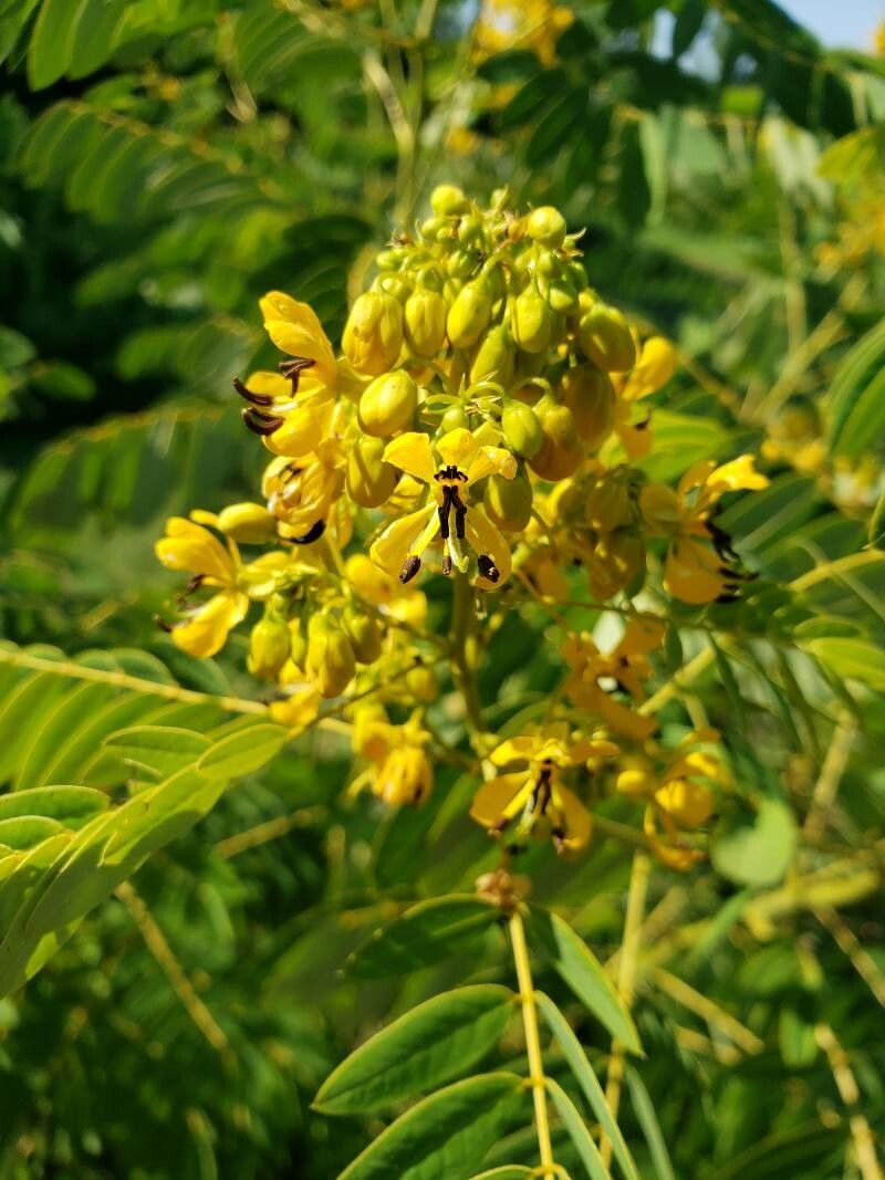 Senna hebecarpa flower
