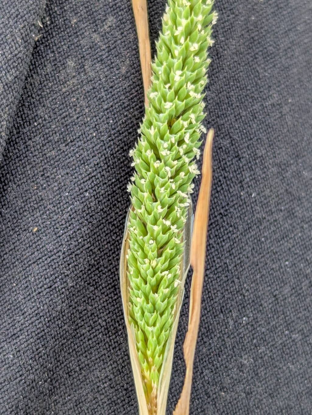 Phleum paniculatum flower