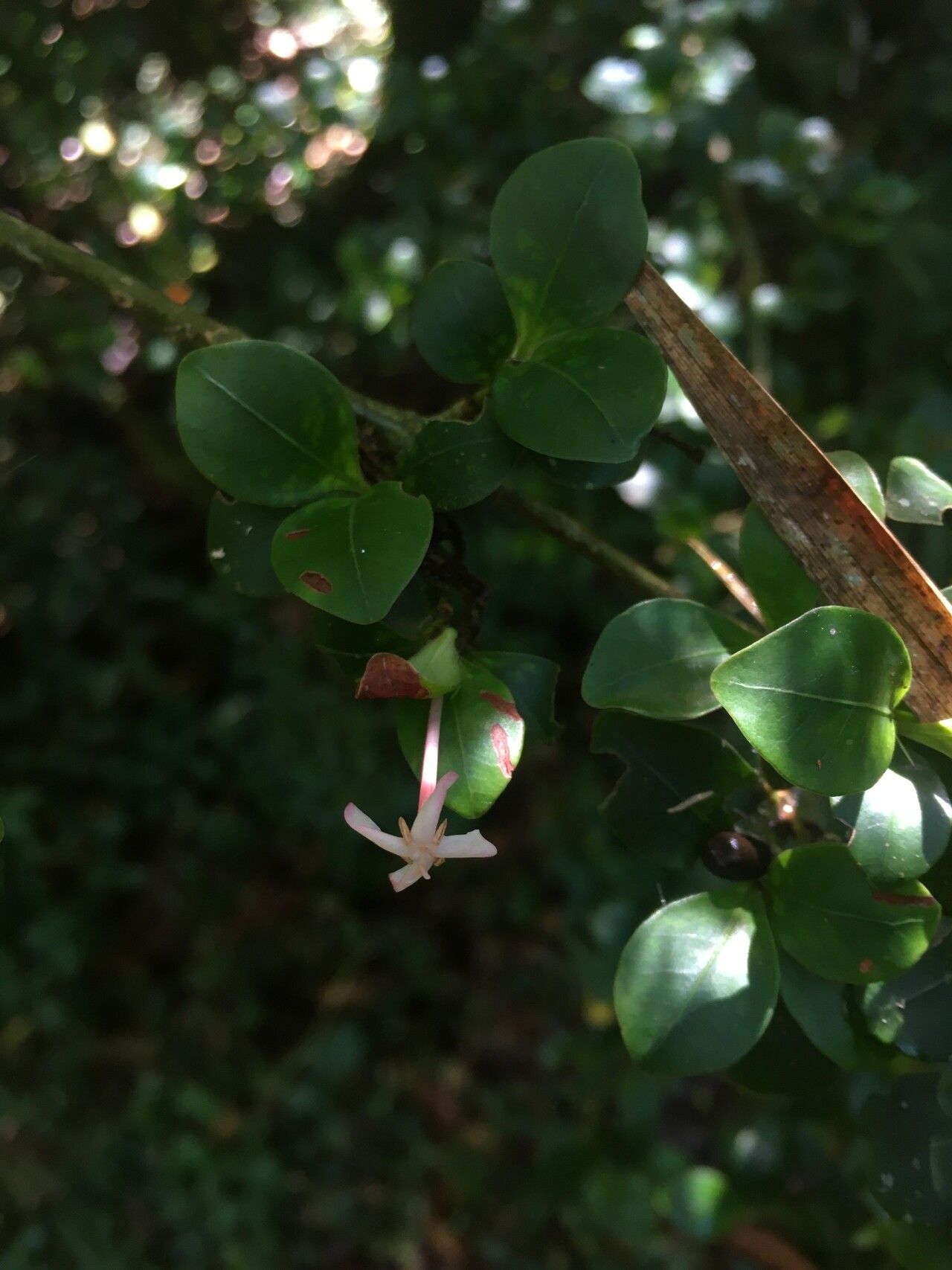 Ixora rakotonasoloi flower
