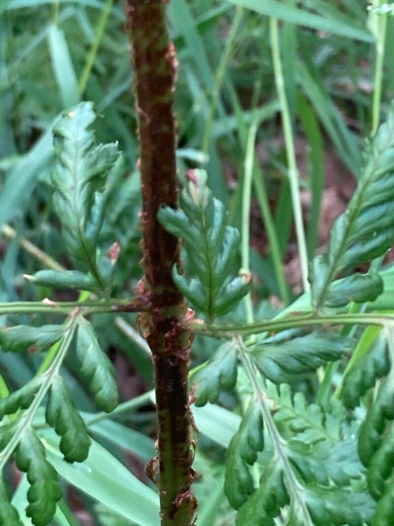 Dryopteris aemula bark