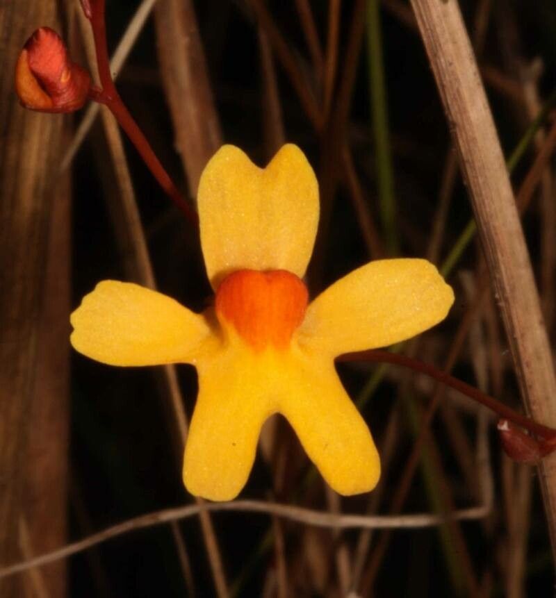 Utricularia chrysantha — search result for 'Utricularia'
