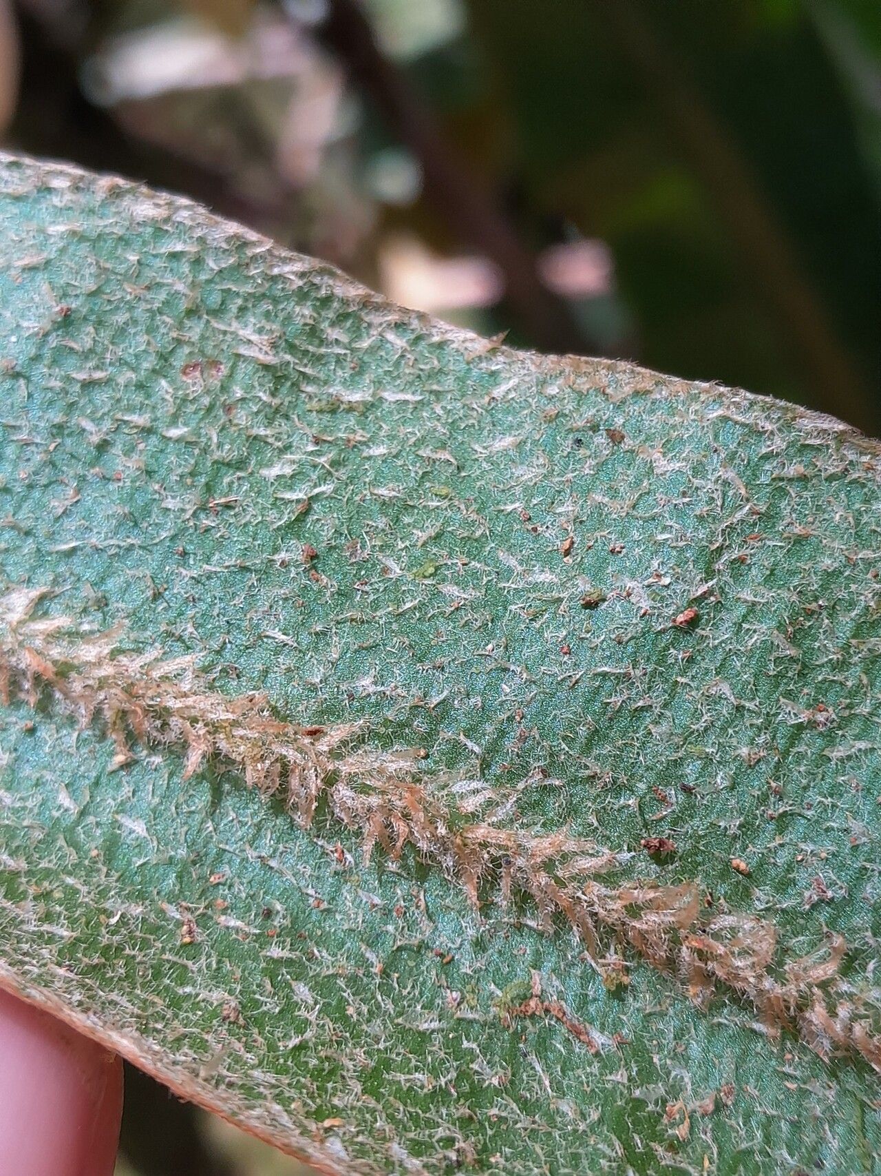 Elaphoglossum laminarioides leaf