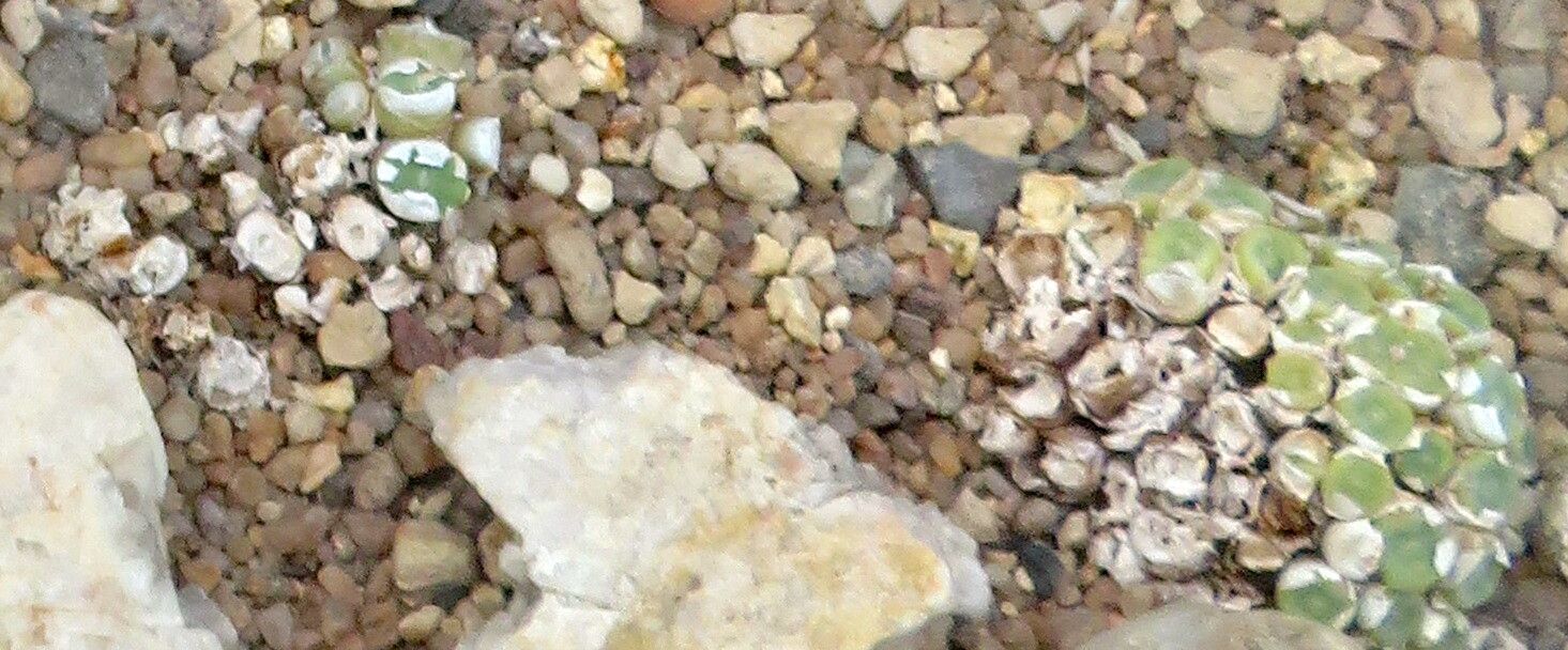 Conophytum bolusiae habit