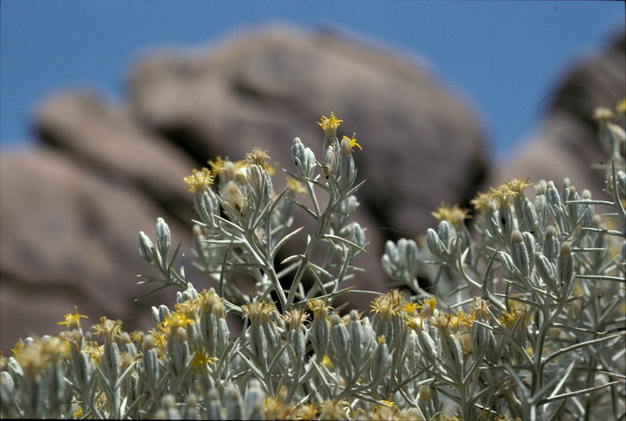 Tetradymia axillaris — related species from the same genus