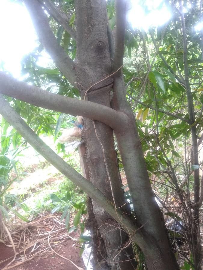 Nectandra megapotamica bark