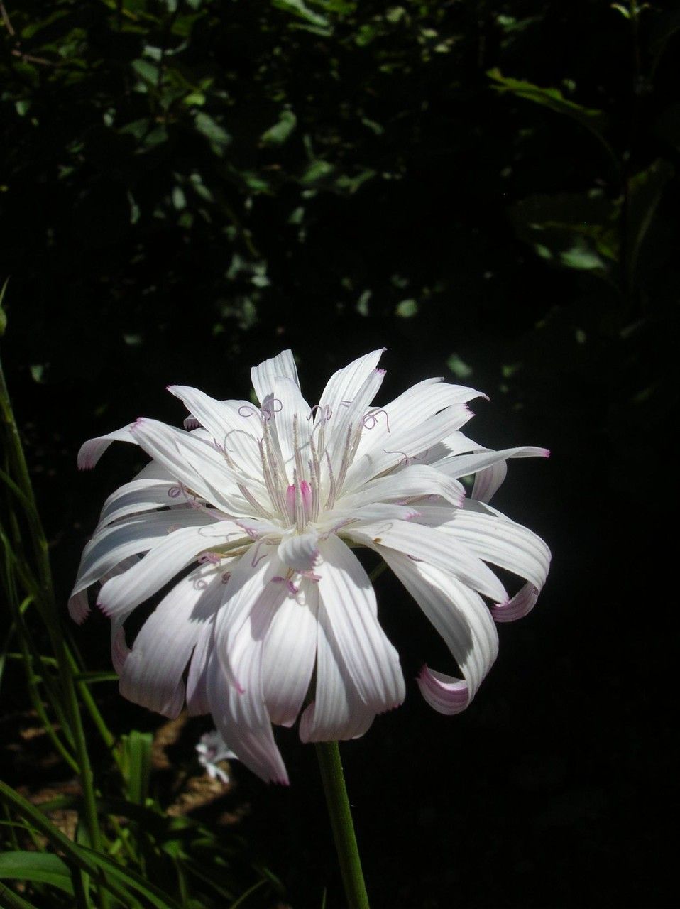 Podospermum roseum flower