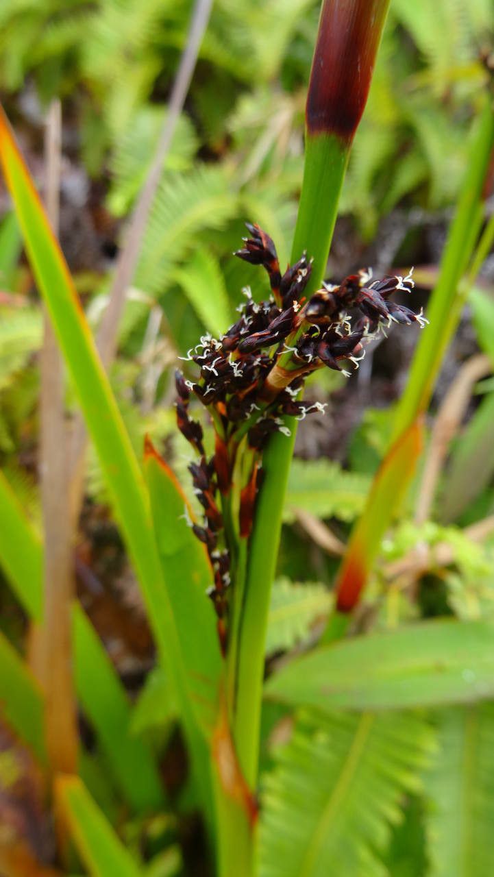 Machaerina restioides — houseplant care guide