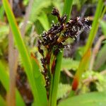 Machaerina restioides