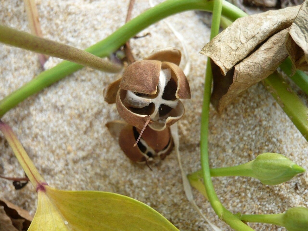 Ipomoea pes-caprae fruit