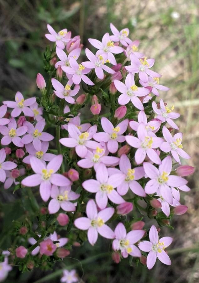 Centaurium erythraea flower