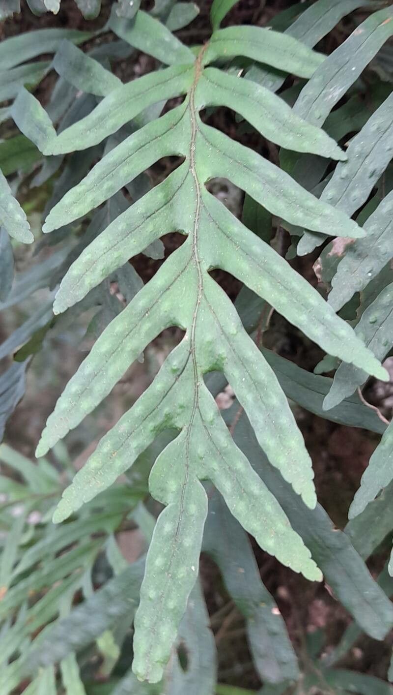 Pleopeltis pleopeltifolia — houseplant care guide