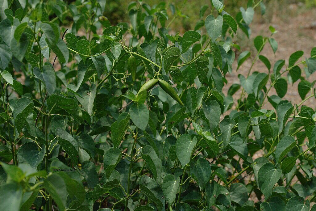 Cionura erecta fruit