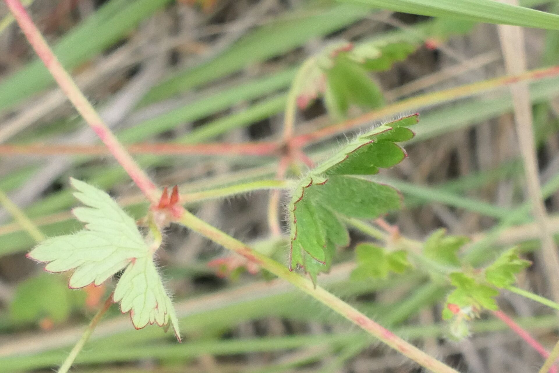 Geranium wakkerstroomianum leaf