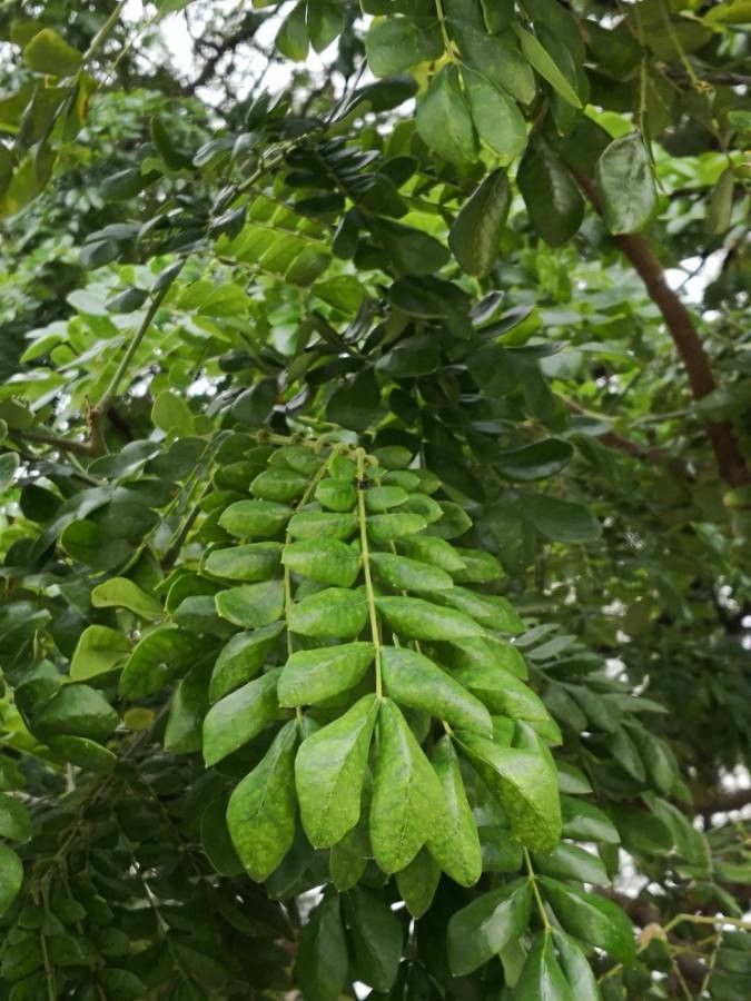 Guilandina bonduc — search result for 'Senna'
