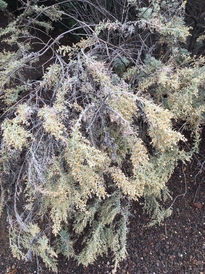 Artemisia californica flower