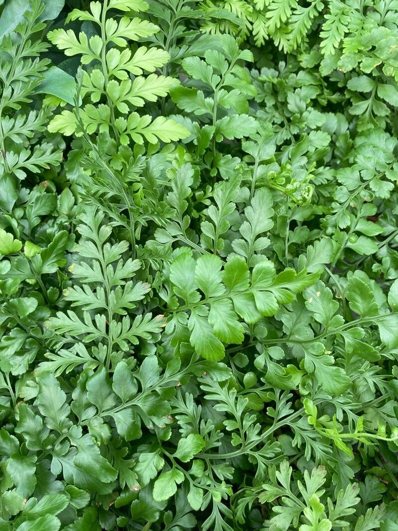 Asplenium balearicum — search result for 'Aspleniaceae'