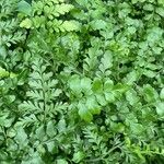 Asplenium balearicum