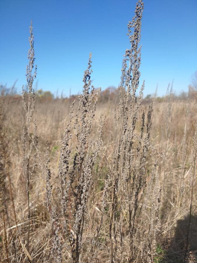 Artemisia frigida leaf