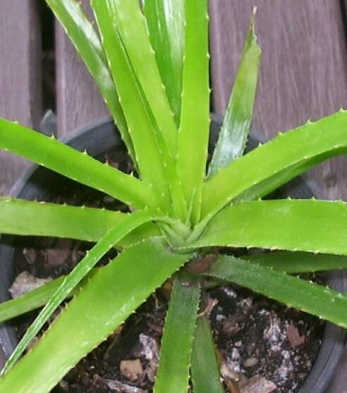 Orthophytum rubrum — houseplant care guide
