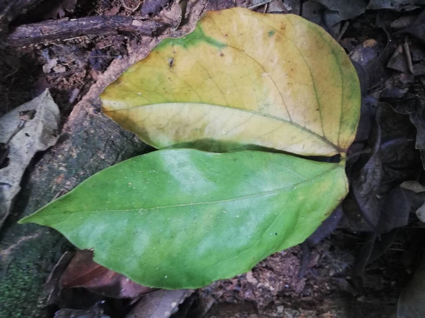 Guibourtia tessmannii leaf