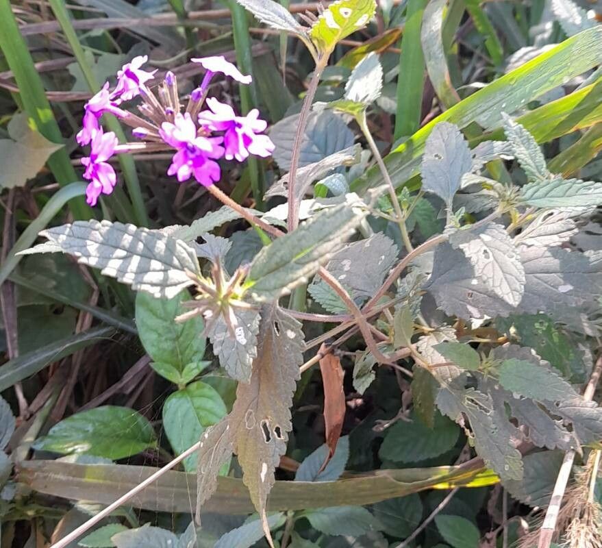 Verbena guaranitica habit