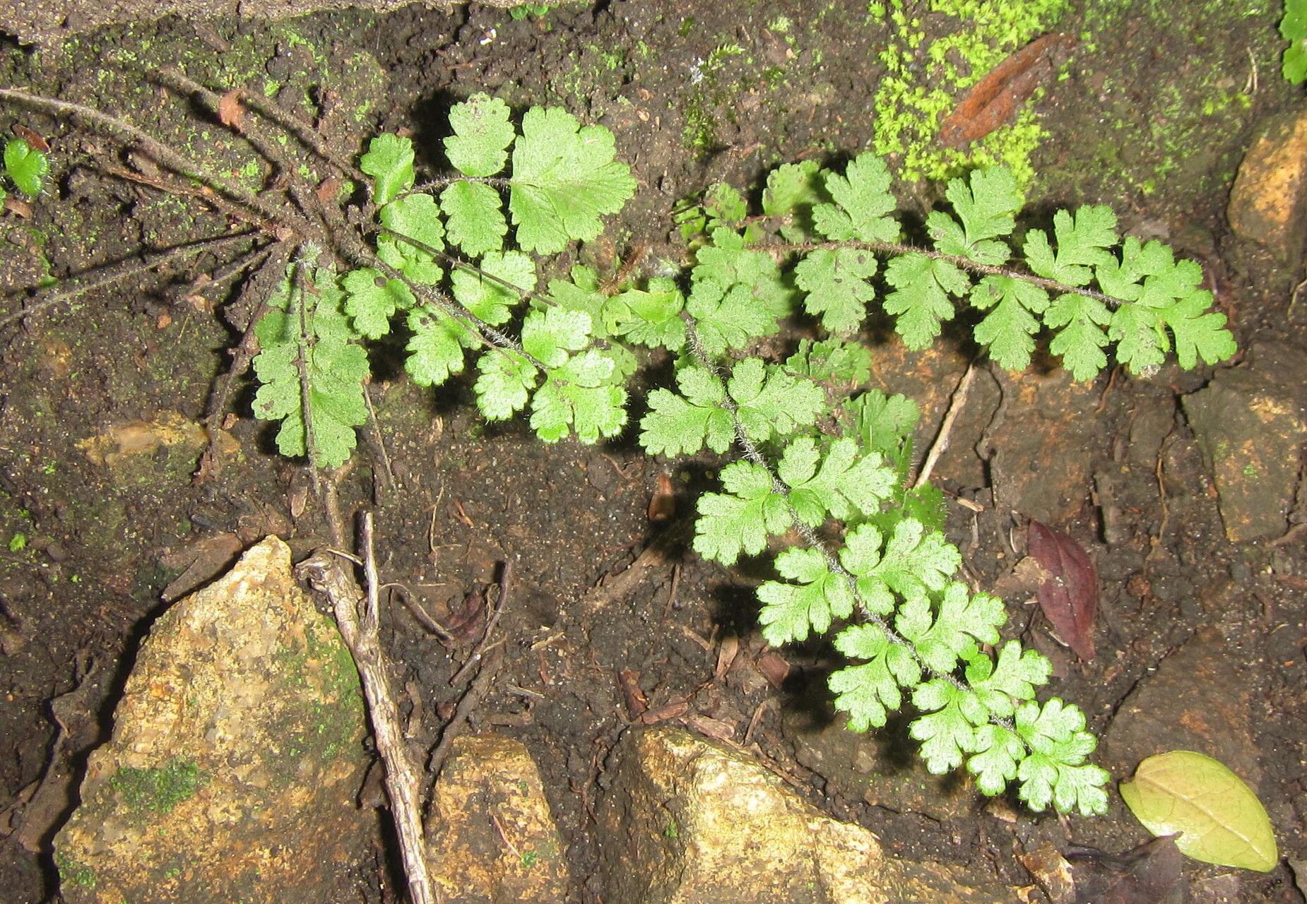 Anemia nudiuscula — houseplant care guide