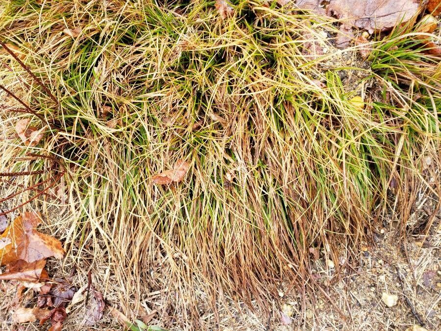 Carex pensylvanica habit