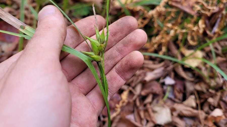 Carex intumescens leaf
