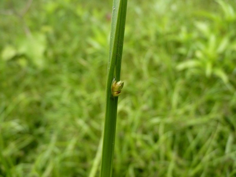 Schoenoplectus mucronatus bark