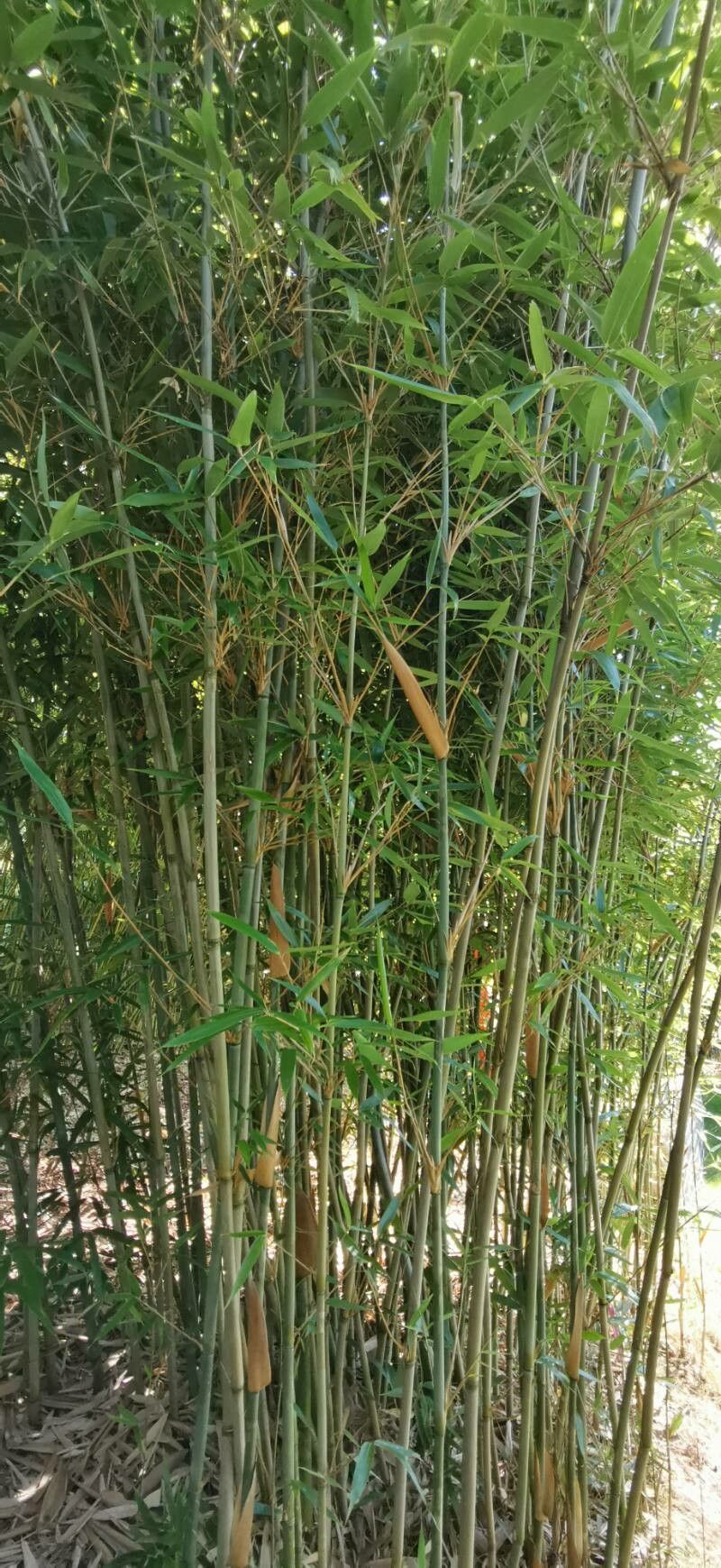 Bashania fargesii habit