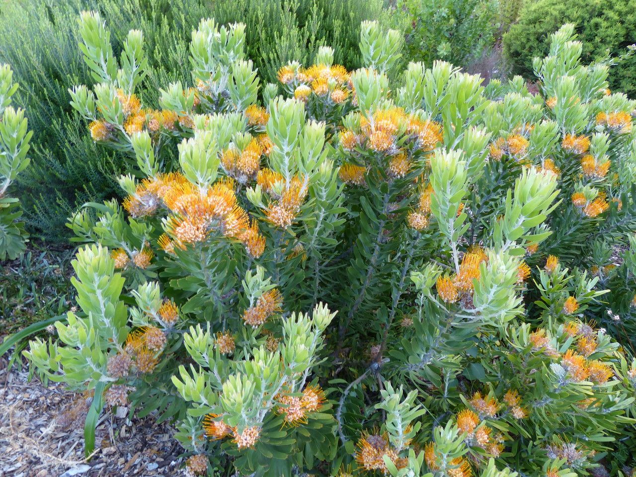 Leucospermum erubescens habit