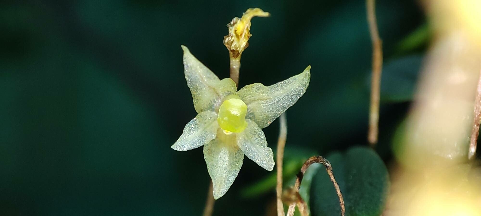 Bulbophyllum conchidioides flower