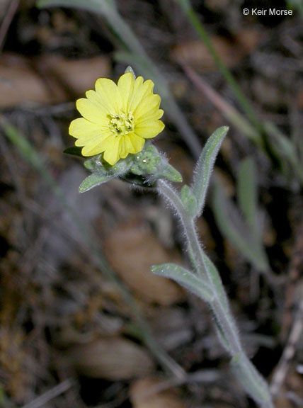 Lagophylla ramosissima flower