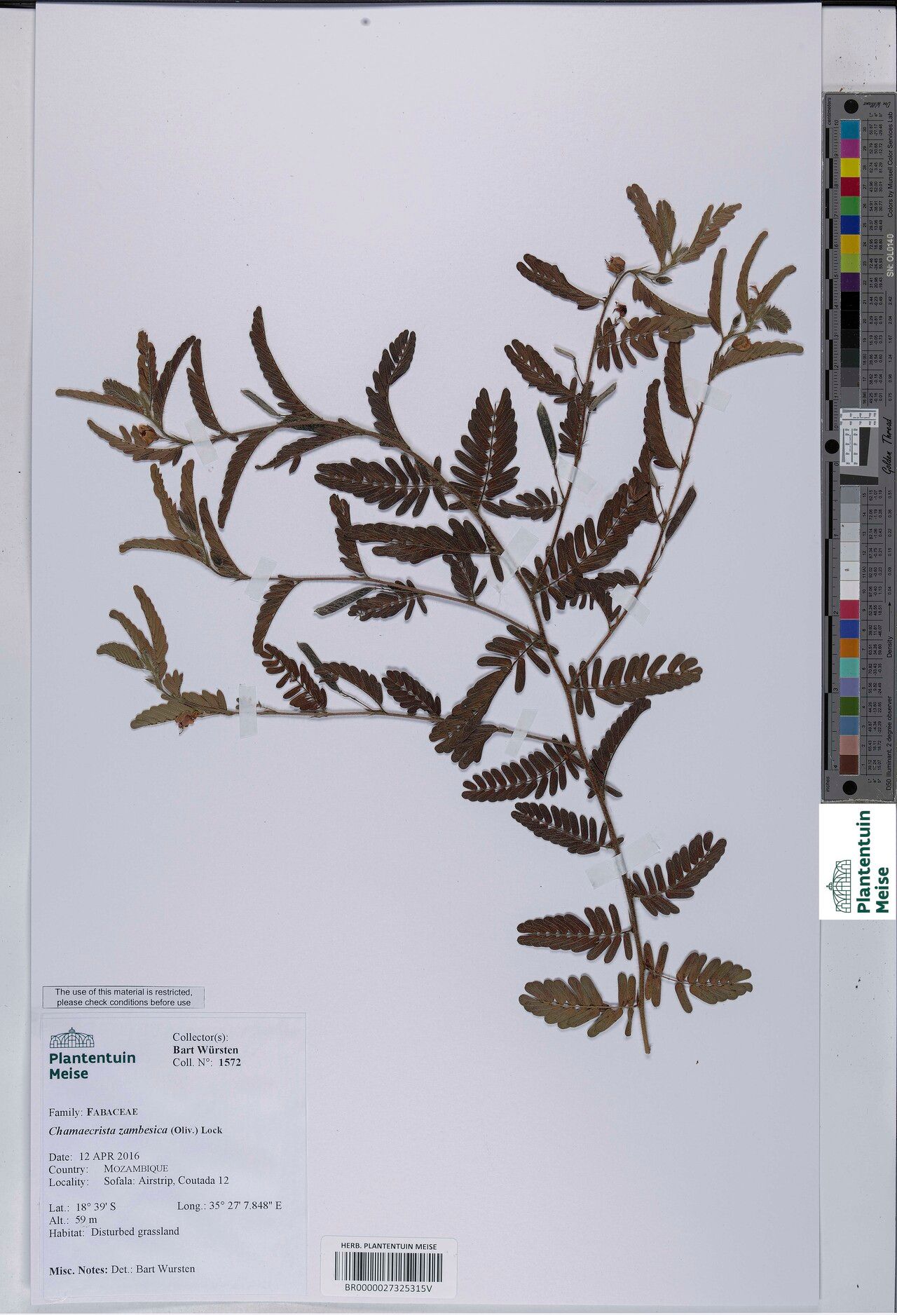 Chamaecrista zambesica — houseplant care guide