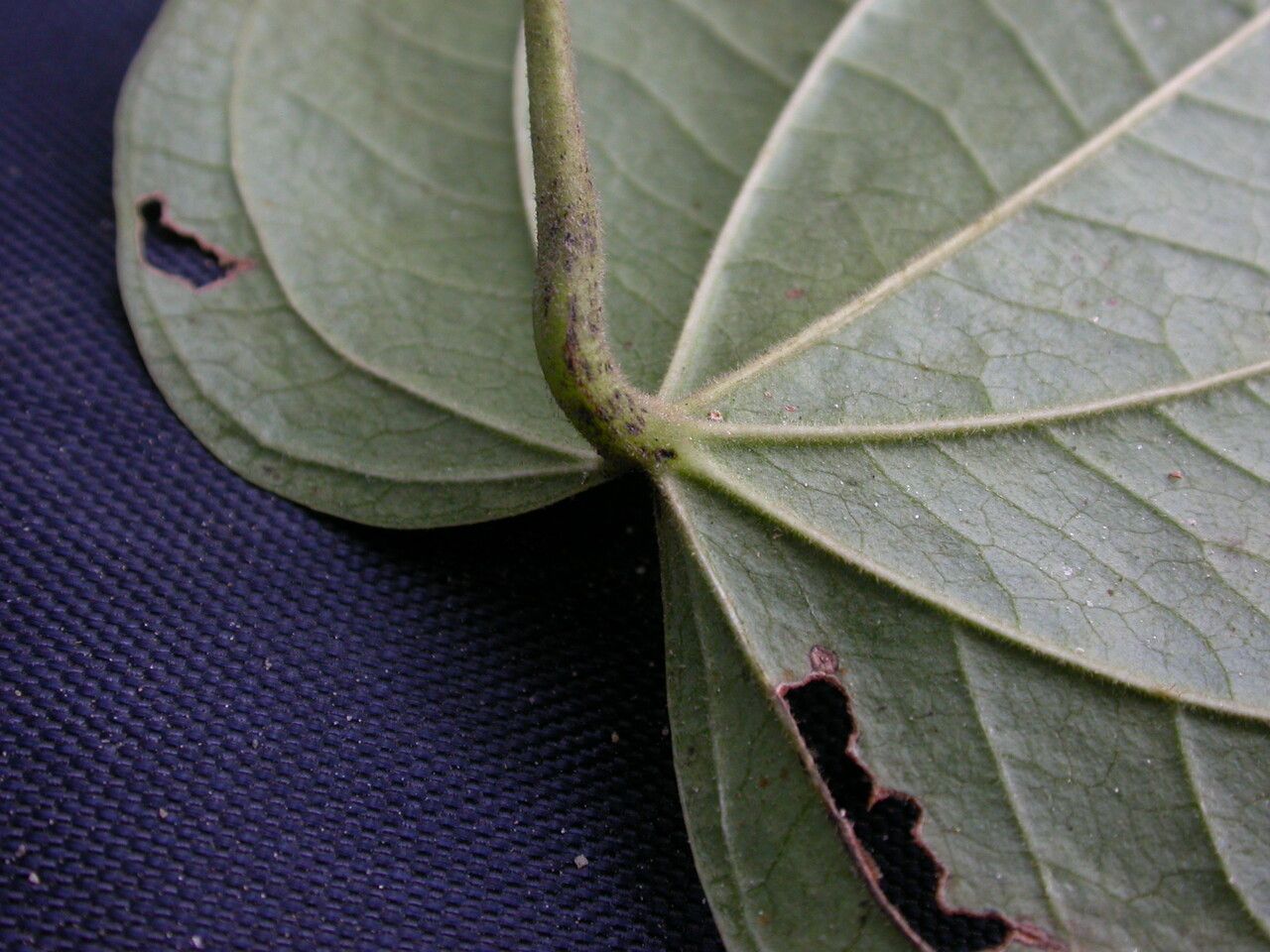 Dioscorea pubera other