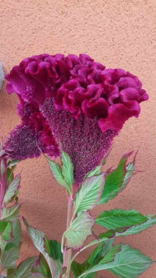 Celosia cristata habit
