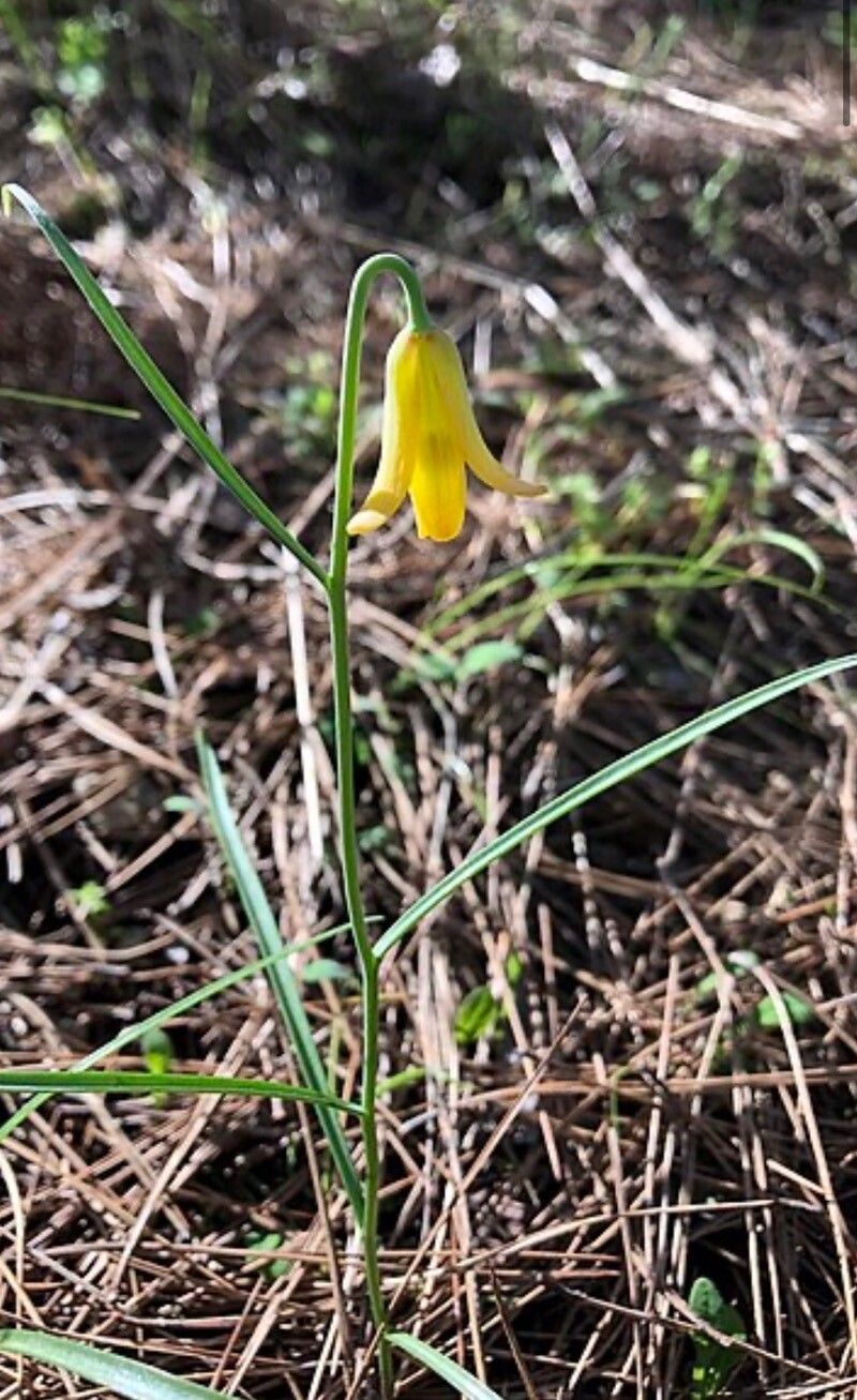 Fritillaria forbesii — search result for 'Fritillaria'