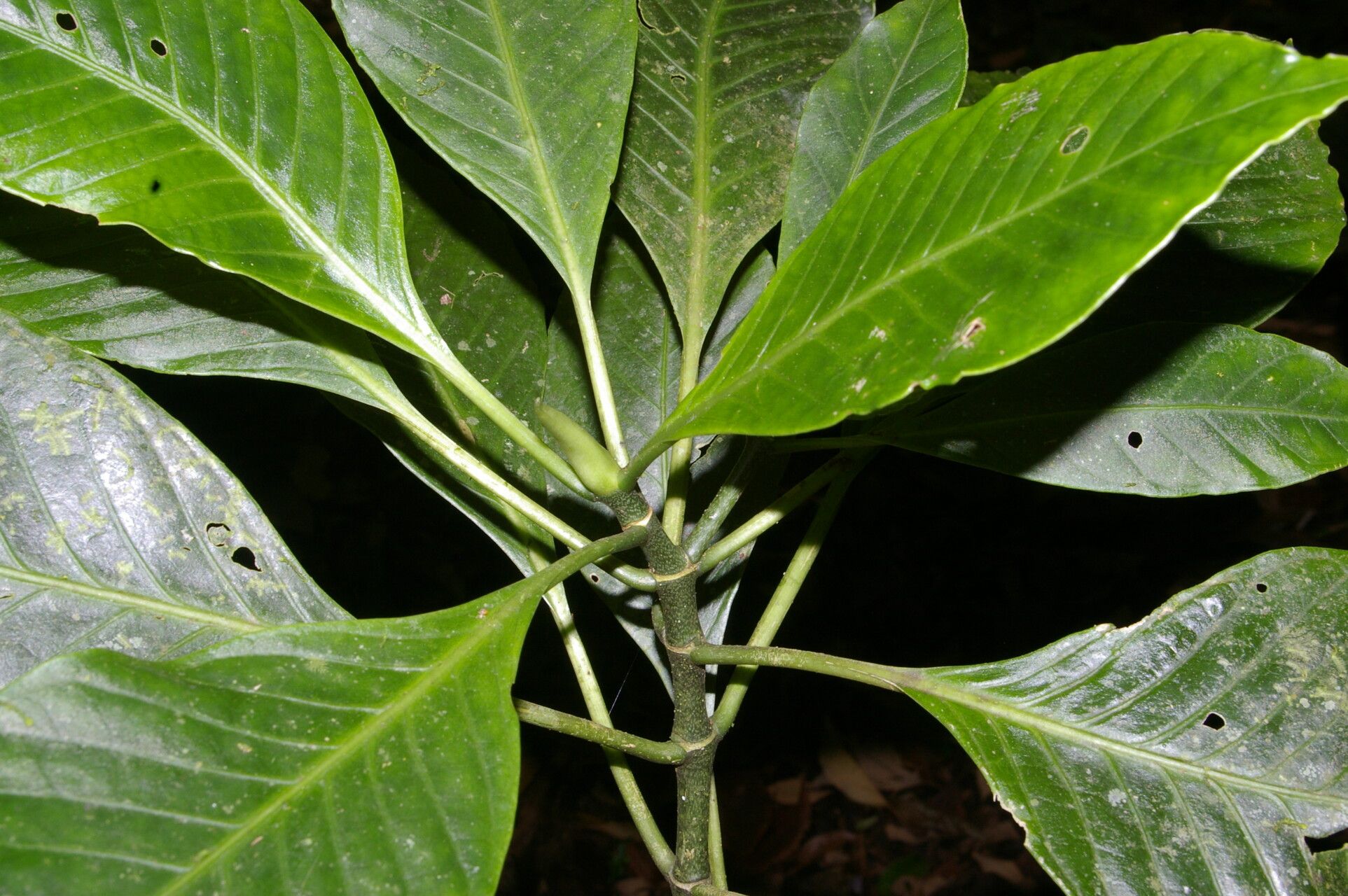 Psychotria trichotoma — houseplant care guide