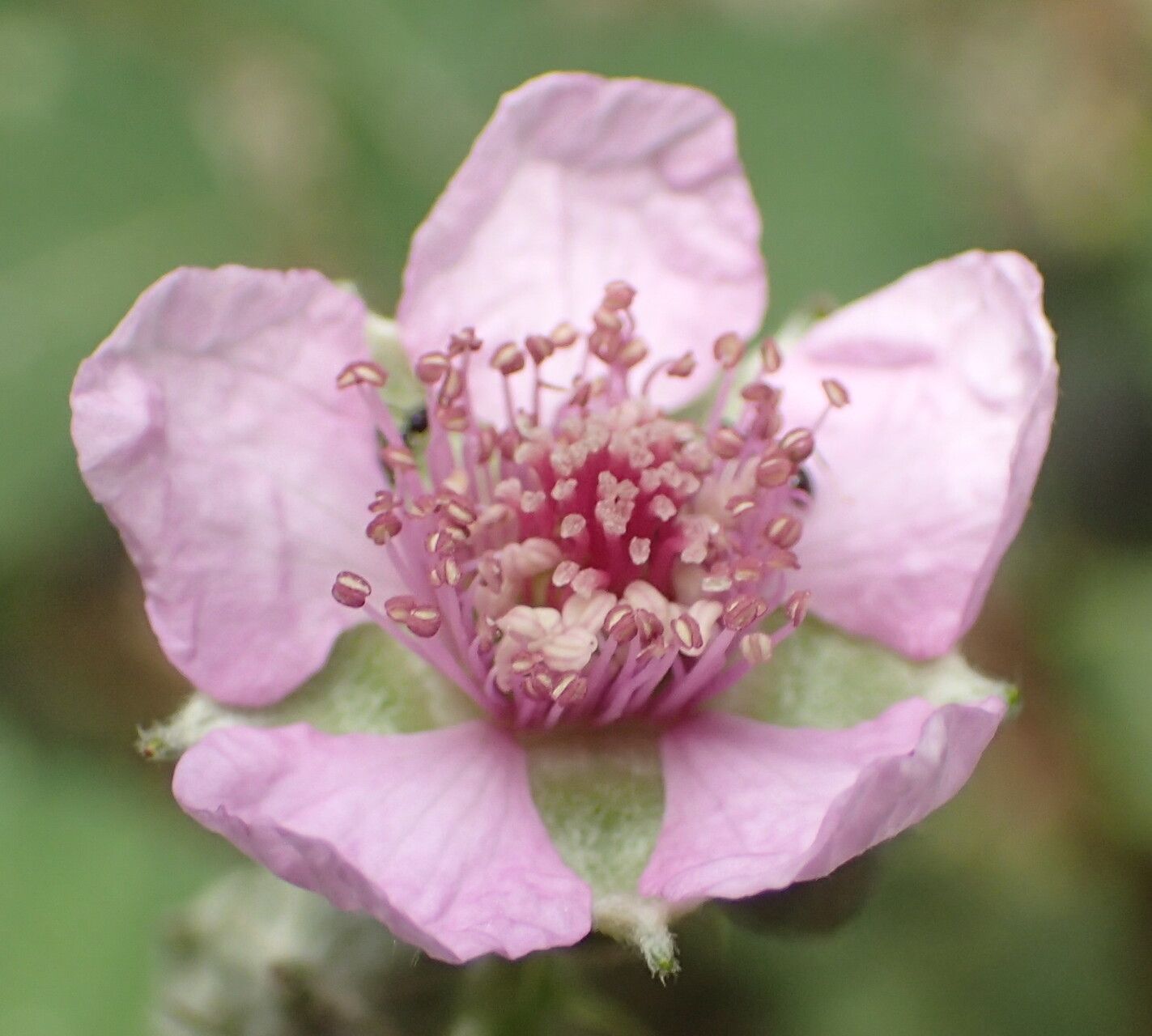 Rubus rigidus flower