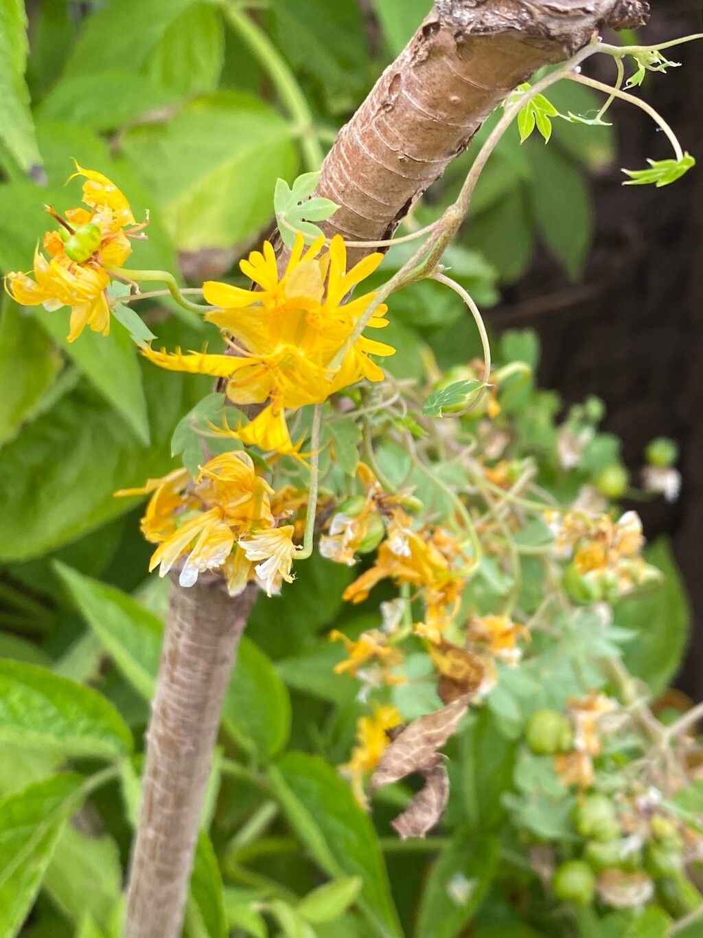 Tropaeolum seemannii — search result for 'Tropaeolum'
