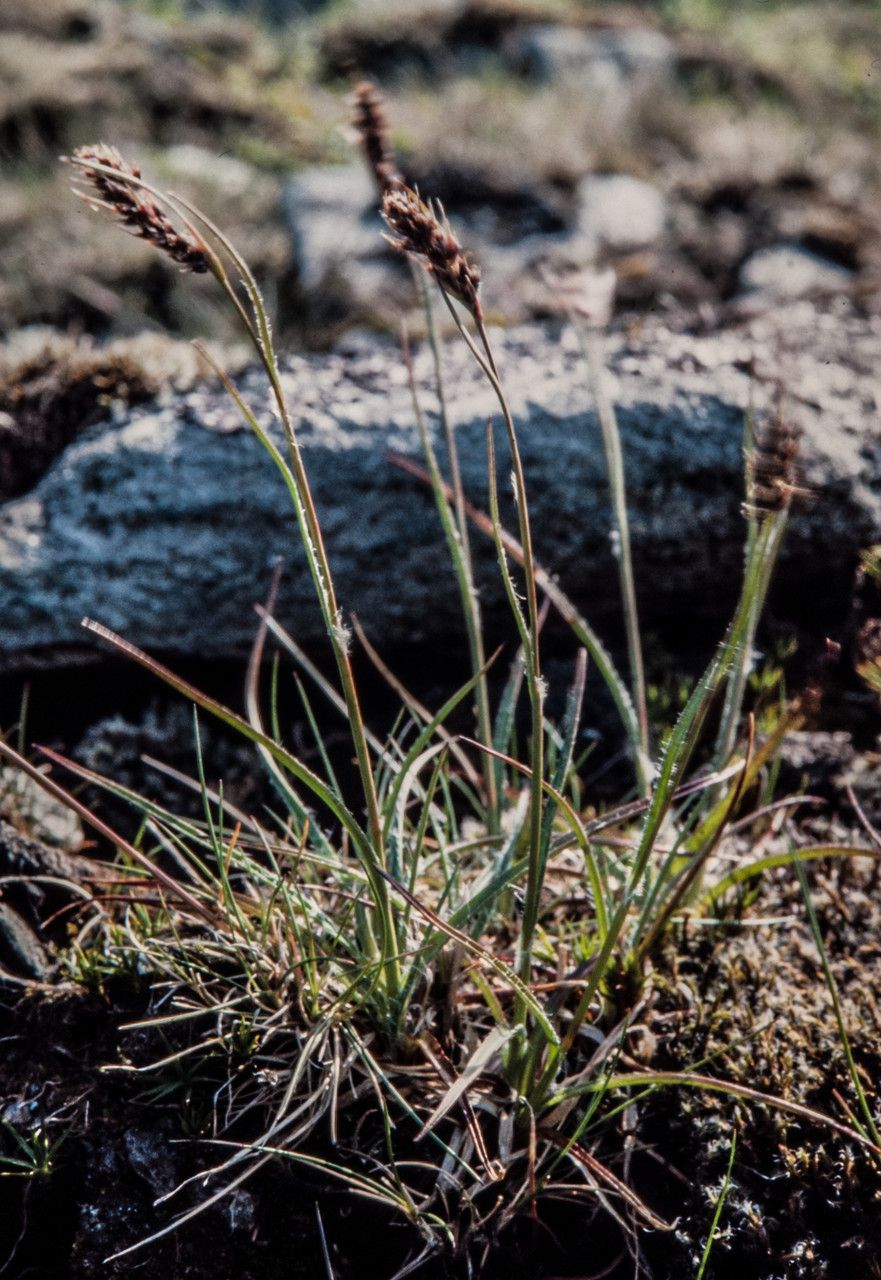Luzula spicata fruit