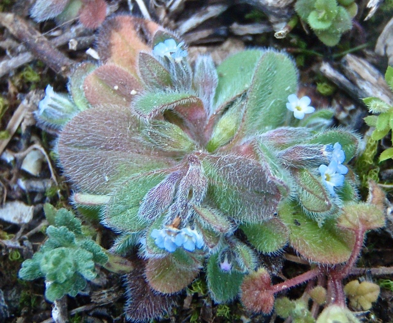 Myosotis pusilla habit
