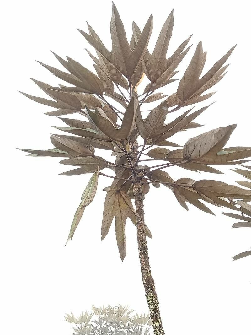 Oreopanax discolor — related species from the same genus