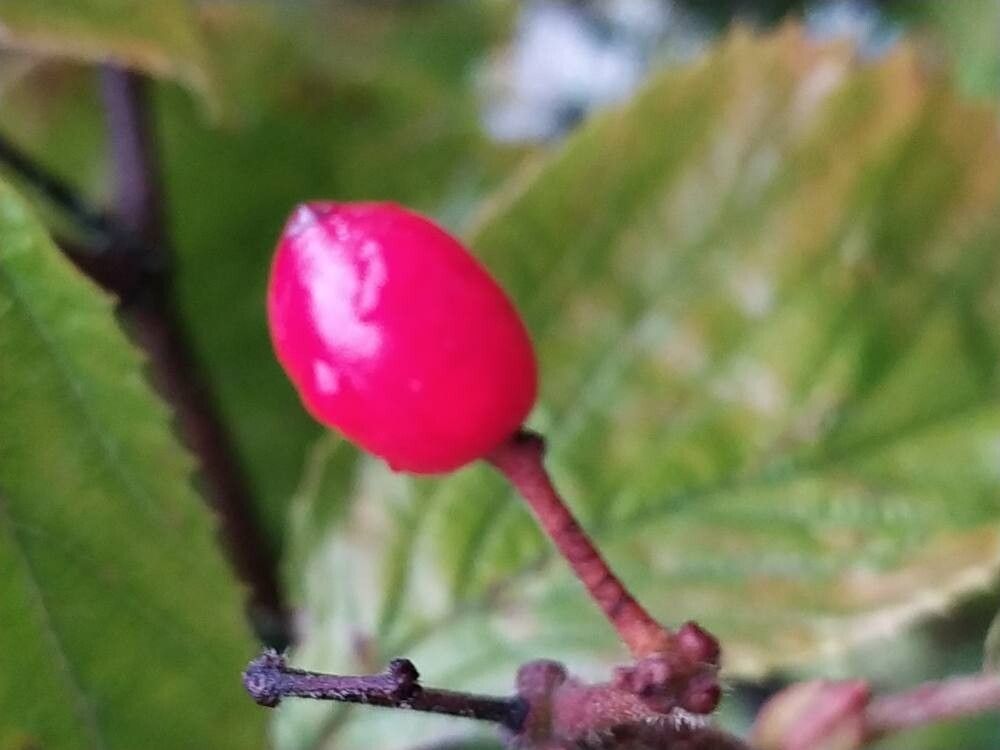 Viburnum wrightii fruit